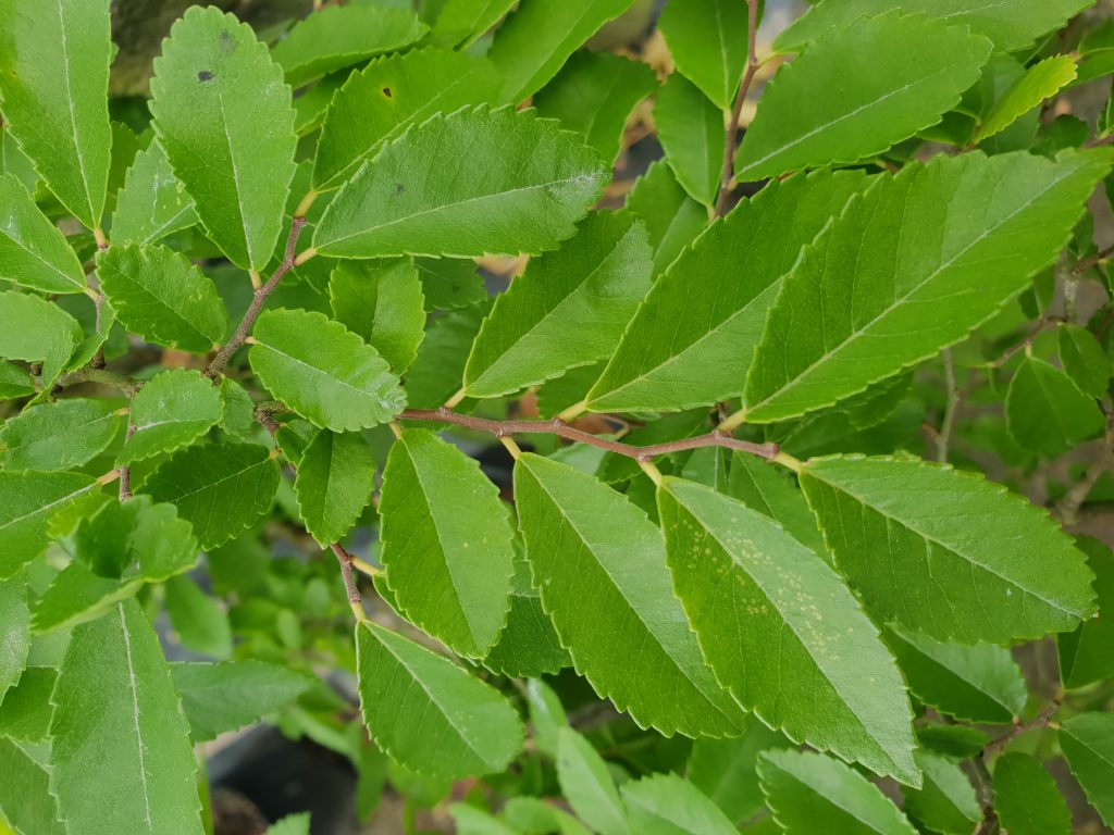 Ulmus parvifolia - Little Big Tree Company Christchurch New Zealand